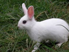 Rabbit Small Image